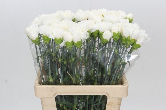 <h4>Dianthus St Holly</h4>