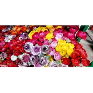 AA.Ranunculus Mix
