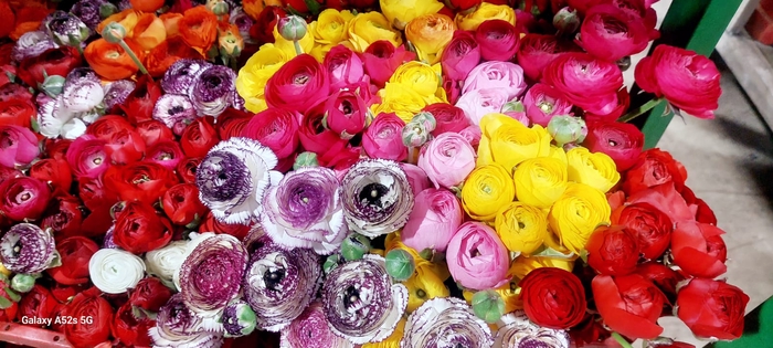 <h4>AA.Ranunculus Mix</h4>