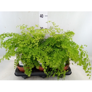 Adiantum raddi. 'Fragrans'