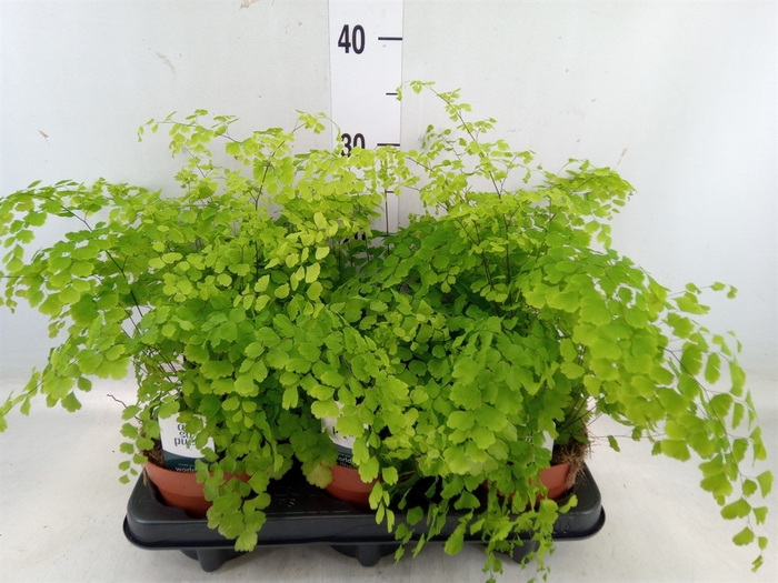 <h4>Adiantum raddi. 'Fragrans'</h4>