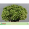 Hydrangea mag emerald classic