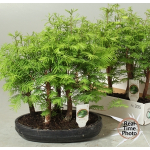 BONSAI OV