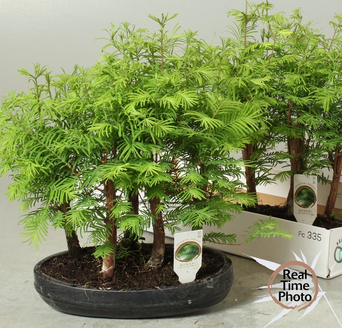 <h4>BONSAI OV</h4>