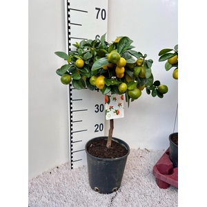 Citrus Kumquat Obuvata on stem