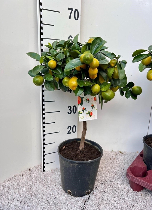 <h4>Citrus Kumquat Obuvata on stem</h4>