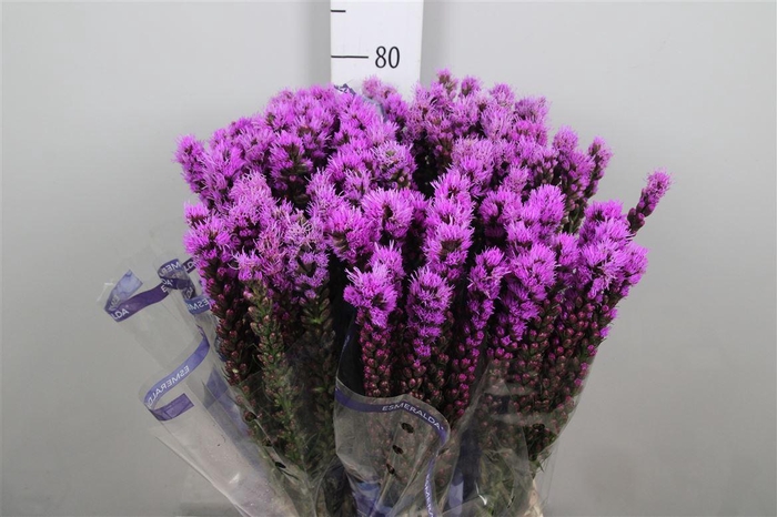 <h4>Liatris Callilepis</h4>