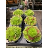 Sempervivum   ...