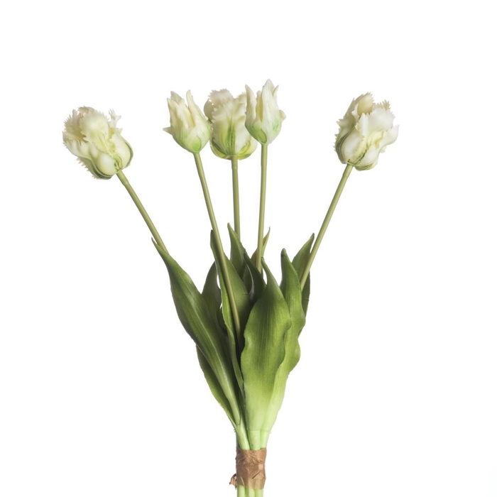 Af Tulip Parrot X5 L40cm Wh/gr