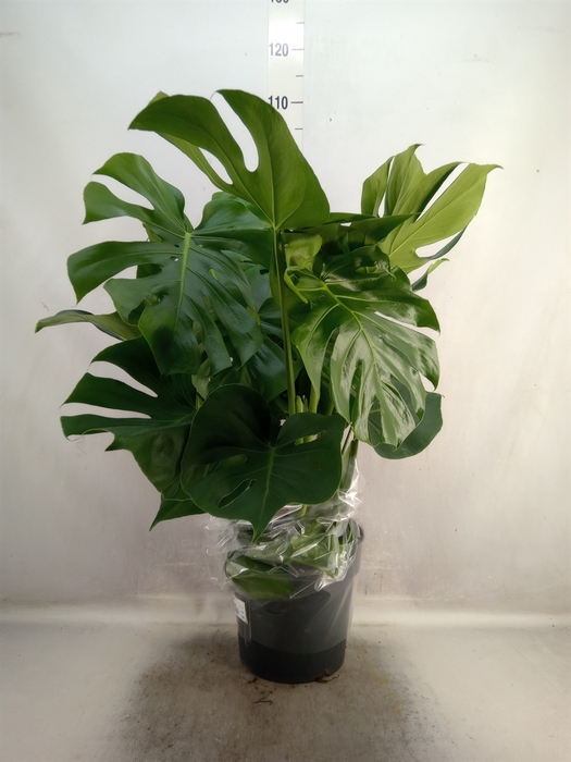 <h4>Monstera delic.</h4>