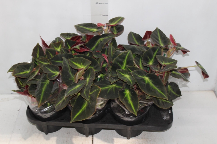 <h4>BEGONIA LISTADA P15</h4>