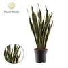 Sansevieria Laurentii