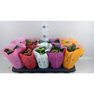 Kalanchoe blos. 'Perfecta'  ..mix 5