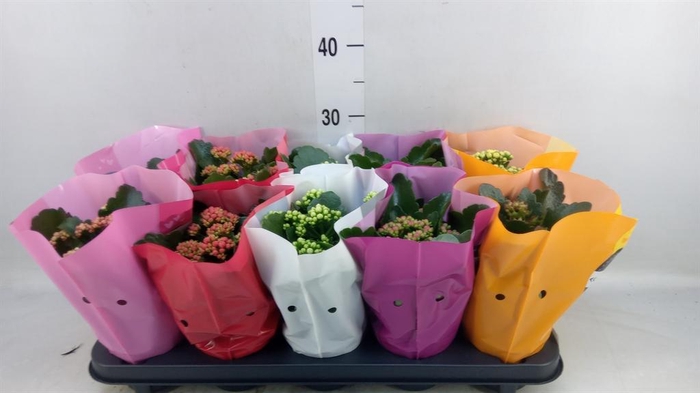 <h4>Kalanchoe blos. 'Perfecta'  ..mix 5</h4>