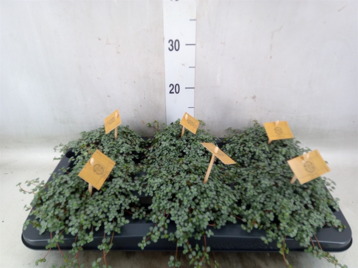 <h4>Pilea glaucophylla 'Greyzy'</h4>