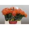Nutans Ayoba Orange