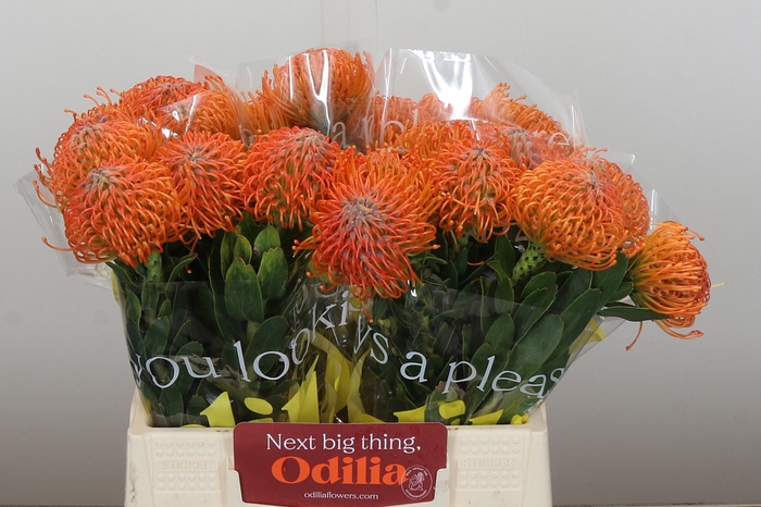 <h4>Nutans Ayoba Orange</h4>