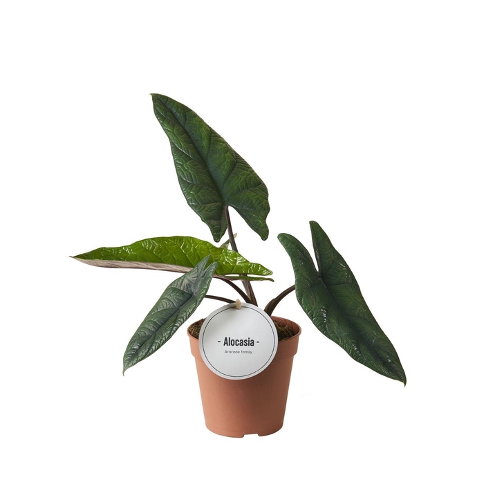 <h4>Alocasia Scalprum</h4>