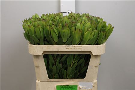 <h4>Leucadendron Goldstrike</h4>