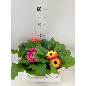 Gerbera  'Colourgame'   ...mix