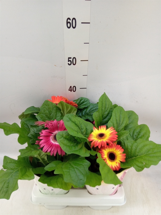 <h4>Gerbera  'Colourgame'   ...mix</h4>