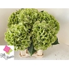 Hydrangea verena classic