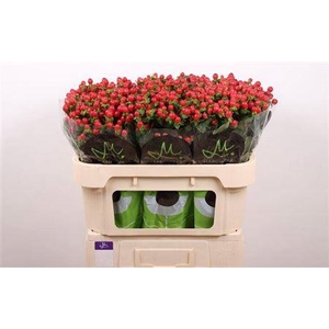 Hyp Tomato Flair