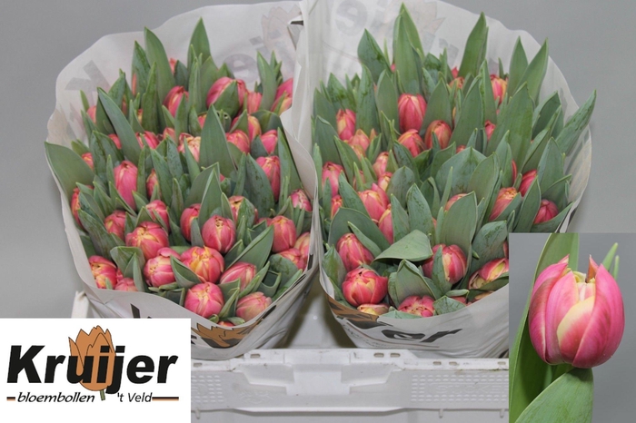 <h4>TU DU COLUMBUS</h4>