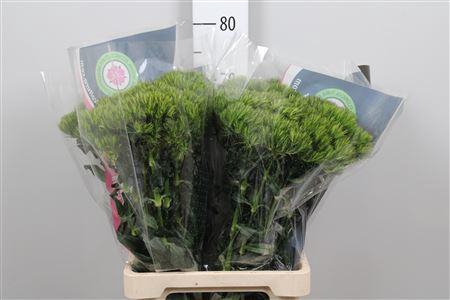 <h4>Di Barb Kiwi Mellow</h4>