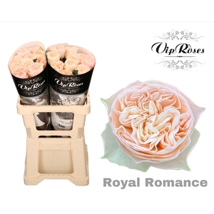 R GR ROYAL ROMANCE