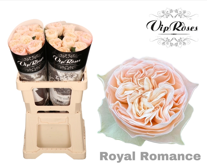 <h4>R GR ROYAL ROMANCE</h4>