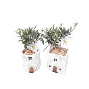 Arr.   Kamerplant Groen L%