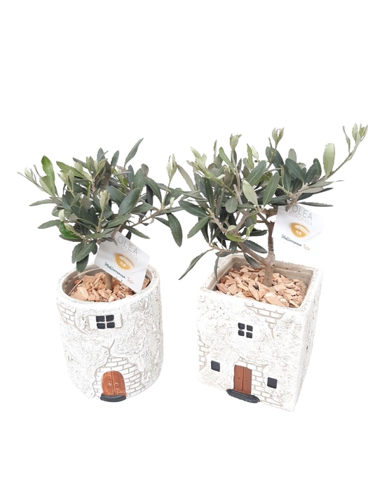 <h4>Arr. Kamerplant Groen L%</h4>