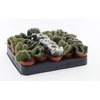 Cactus gemengd P6 Cristaat mix