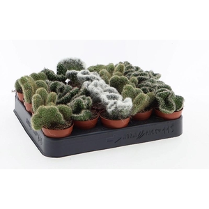 Cactus gemengd P6 Cristaat mix