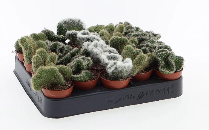 Cactus gemengd P6 Cristaat mix