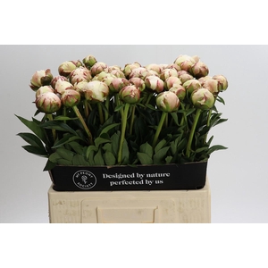 Paeonia Odile