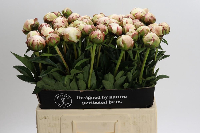 <h4>Paeonia Odile</h4>