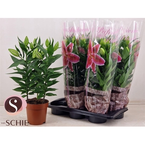 Lilium Oriental Grp 'Starlight Express'