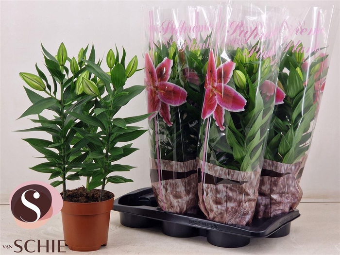 <h4>Lilium Oriental Grp 'Starlight Express'</h4>