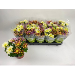 CHRYS SPL INT GEM PT