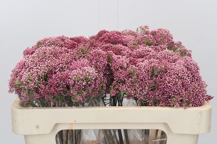 <h4>Ozothamnus Booming Pink</h4>