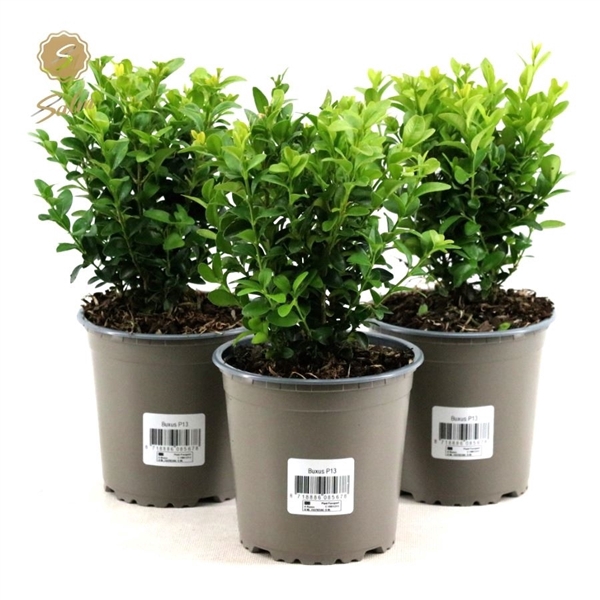 <h4>Buxus semp. P13</h4>