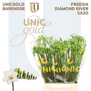 UG Barendse - Diamond River 5x20