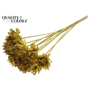 Shola Slice Pine 6cm on stem Yellow