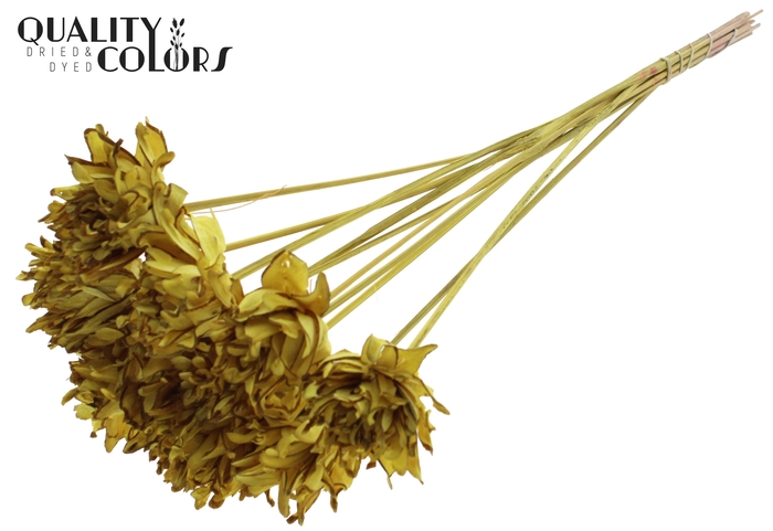 Shola Slice Pine 6cm on stem Yellow