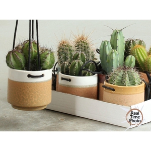 Cactus   ...