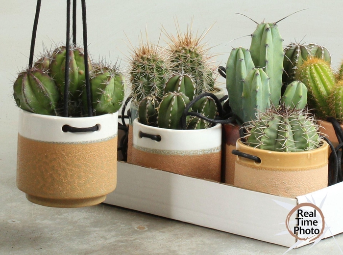 <h4>Cactus   ...</h4>