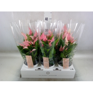 Anthurium andr. 'Lilli'