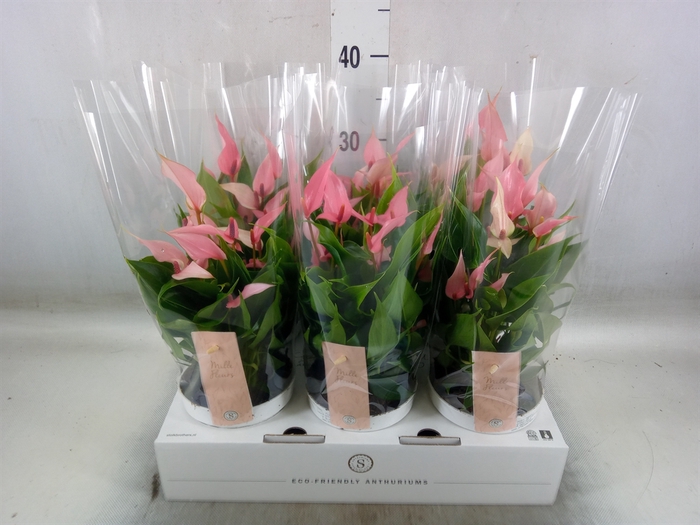 <h4>Anthurium andr. 'Lilli'</h4>
